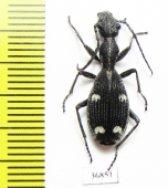 Cypholoba sp.  Zambia - INSECTS-STORE.RU