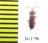 Amarygmini sp.  Thailand (myrmecophilous) - INSECTS-STORE.RU