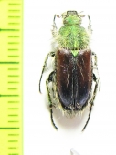 Pygopleurus cyanescens  Turkey - INSECTS-STORE.RU