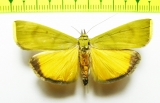 Lepidoptera sp.  Bolivia - INSECTS-STORE.RU