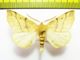 Wilemania nitobei  Russia, Far East - INSECTS-STORE.RU