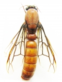 Formicidae - INSECTS-STORE.RU