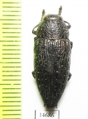 Lampetis argentata  Tajikistan - INSECTS-STORE.RU