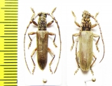 Cerambycidae sp., pair  Malaysia, Borneo - INSECTS-STORE.RU