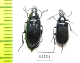 Tenebrionidae sp.  Morocco - INSECTS-STORE.RU
