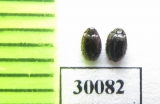 Trinodes hirtus  Poland - INSECTS-STORE.RU