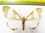 Geometridae sp.  Nepal - INSECTS-STORE.RU