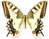 Papilionidae - INSECTS-STORE.RU