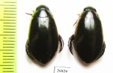 Dytiscidae sp.  South Africa Rep. - INSECTS-STORE.RU