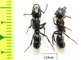 Formicidae sp.  South Africa Rep. - INSECTS-STORE.RU
