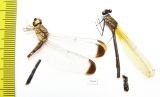 Odonata sp.  Honduras - INSECTS-STORE.RU