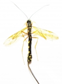 Ichneumonoidea - INSECTS-STORE.RU