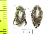 Rutelinae sp.  South Africa Rep. - INSECTS-STORE.RU