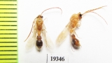Mutillidae sp.  Iran, Sistan prov. - INSECTS-STORE.RU