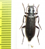 Ditylus sp.  China, Sichuan prov. - INSECTS-STORE.RU