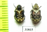 Valginae sp.  China, Yunnan prov. - INSECTS-STORE.RU