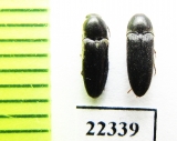 Eucnemidae sp.  Peru - INSECTS-STORE.RU