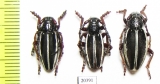 Dorcadion scabricolle, pair  Azerbaijan - INSECTS-STORE.RU