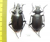 Calosoma peregrinator, pair  Mexico - INSECTS-STORE.RU