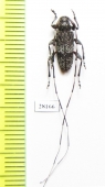 Acanthocinus carinulatus  Russia, Burjatia reg. - INSECTS-STORE.RU