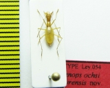Aphaenops ochsi leyrensis France  PARATYPUS - INSECTS-STORE.RU