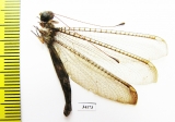 Ascalaphidae sp.  Ecuador - INSECTS-STORE.RU
