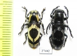 Callimetopus illecebrosus  Indonesia, Sulawesi - INSECTS-STORE.RU