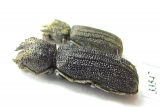 Bostrichidae sp.  Namibia - INSECTS-STORE.RU