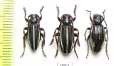 Dorcadion scabricolle, pair  Azerbaijan - INSECTS-STORE.RU