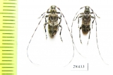 Acanthocinus griseus  Russia, Tver reg. - INSECTS-STORE.RU