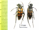 Pachytodes erraticus  Armenia - INSECTS-STORE.RU