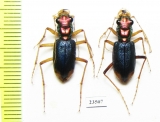 Tetracha ? sobrina, pair  Peru - INSECTS-STORE.RU