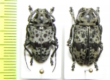 Frea maculicornis, pair  Congo - INSECTS-STORE.RU
