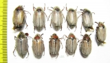 Melolontha hippocastani  Russia, Tver reg. - INSECTS-STORE.RU
