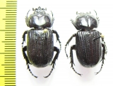 Phileurini sp.  Peru - INSECTS-STORE.RU