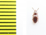 Salpingidae, Pseudorabocerus lederi  Russia, N.Caucasus - INSECTS-STORE.RU