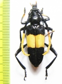 Pachyteria dimidiata  Thailand - INSECTS-STORE.RU