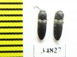 Eucnemidae sp.  Poland - INSECTS-STORE.RU
