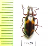 Tenebrionidae sp.  Malaysia, Borneo - INSECTS-STORE.RU