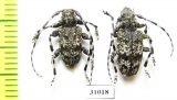 Aegomorphus clavipes, pair  Russia, Kaluga reg. - INSECTS-STORE.RU