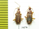 Carabidae sp.  Ethiopia - INSECTS-STORE.RU
