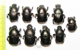 Onitis sp., pair  Thailand - INSECTS-STORE.RU