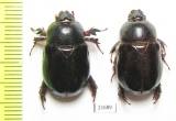 Temnorhynchus sp.  South Africa Rep. - INSECTS-STORE.RU