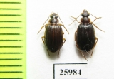 Carabidae sp.  South Africa Rep. - INSECTS-STORE.RU
