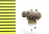Gonocnemis hispidus  Vietnam - INSECTS-STORE.RU
