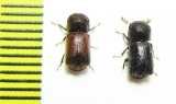 Bostrichidae sp.  South Africa Rep. - INSECTS-STORE.RU