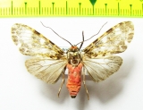Erebidae sp.  Bolivia - INSECTS-STORE.RU