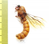 Formicidae sp.  South Africa Rep. - INSECTS-STORE.RU