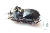 Orphninae sp.  Zambia - INSECTS-STORE.RU