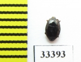 Histeridae sp.  Zambia - INSECTS-STORE.RU